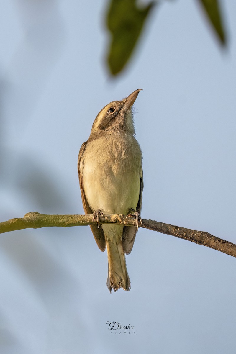 Common Woodshrike - ML625613577