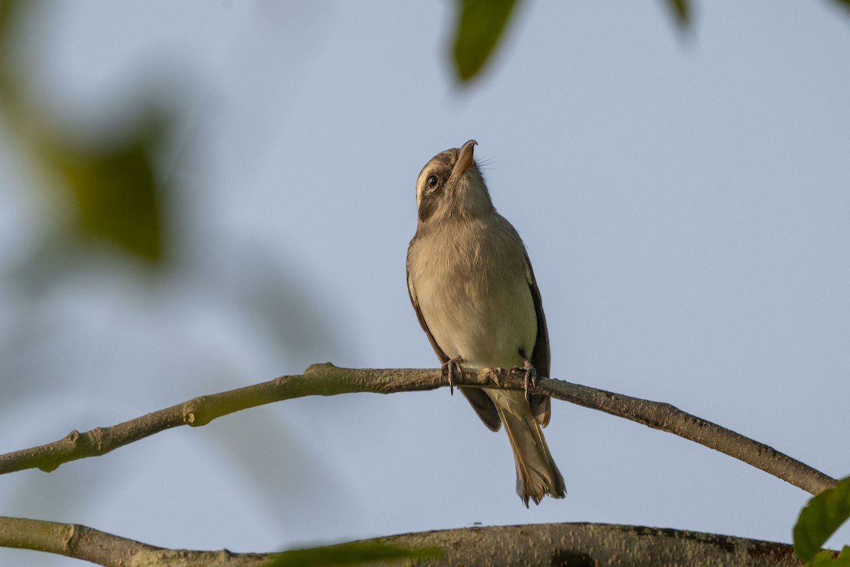 Common Woodshrike - ML625613578