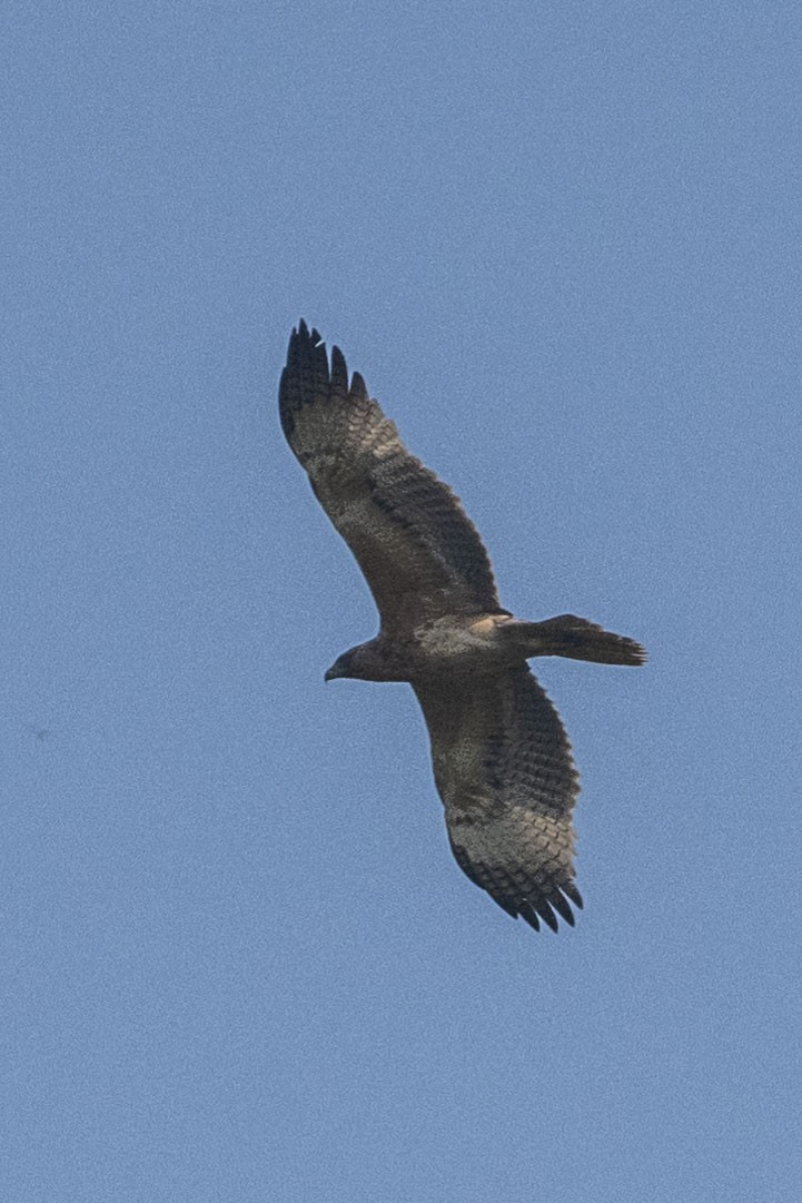 Oriental Honey-buzzard - ML625613711