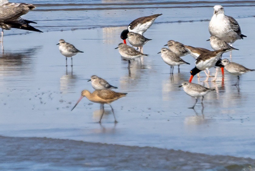 Marbled Godwit - ML625613714