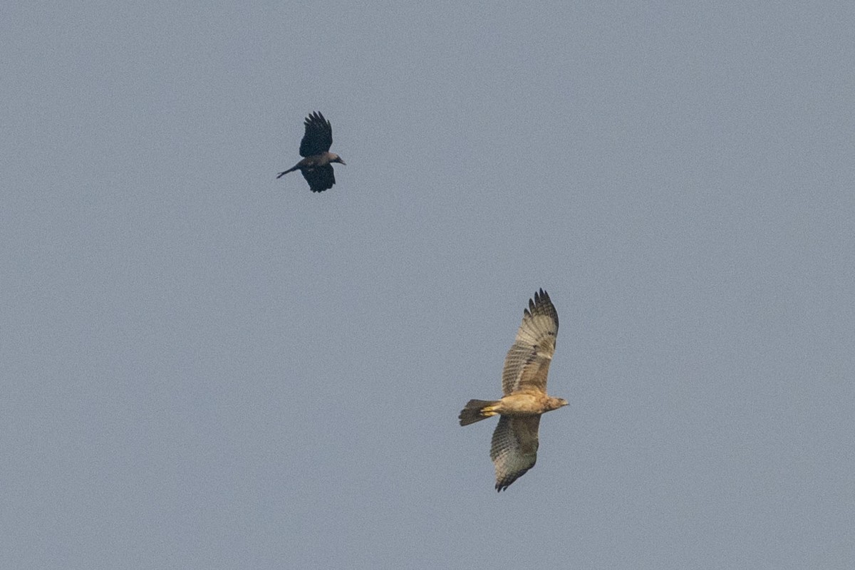 Oriental Honey-buzzard - ML625613723