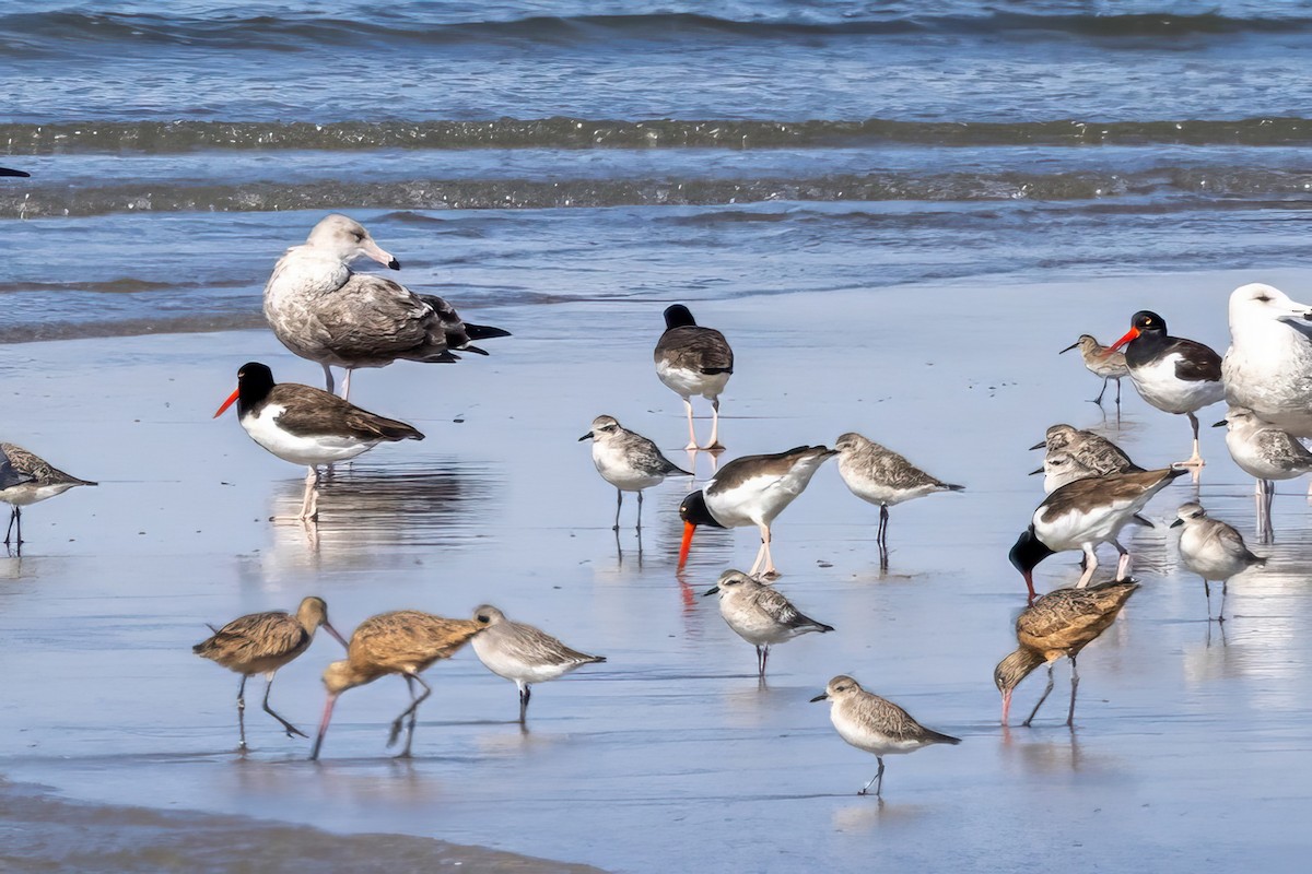 Marbled Godwit - ML625613726