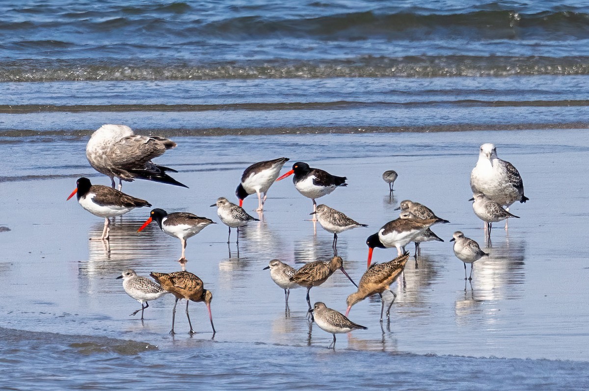 Marbled Godwit - ML625613734