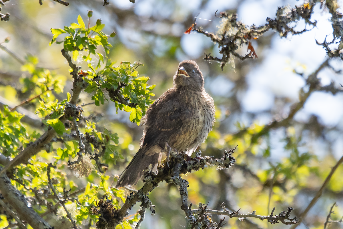 Spotted Towhee - ML625613741