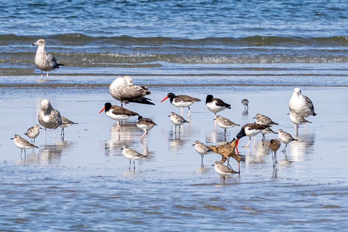 Marbled Godwit - ML625613745