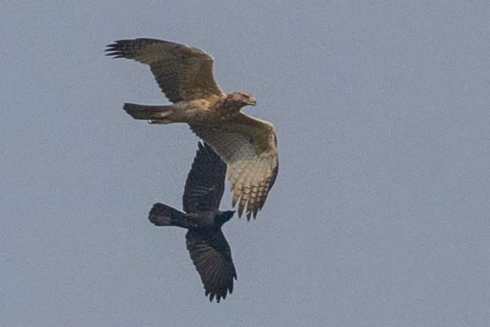 Oriental Honey-buzzard - ML625613746