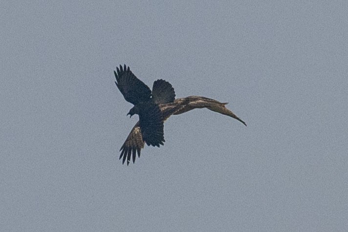 Oriental Honey-buzzard - ML625613747