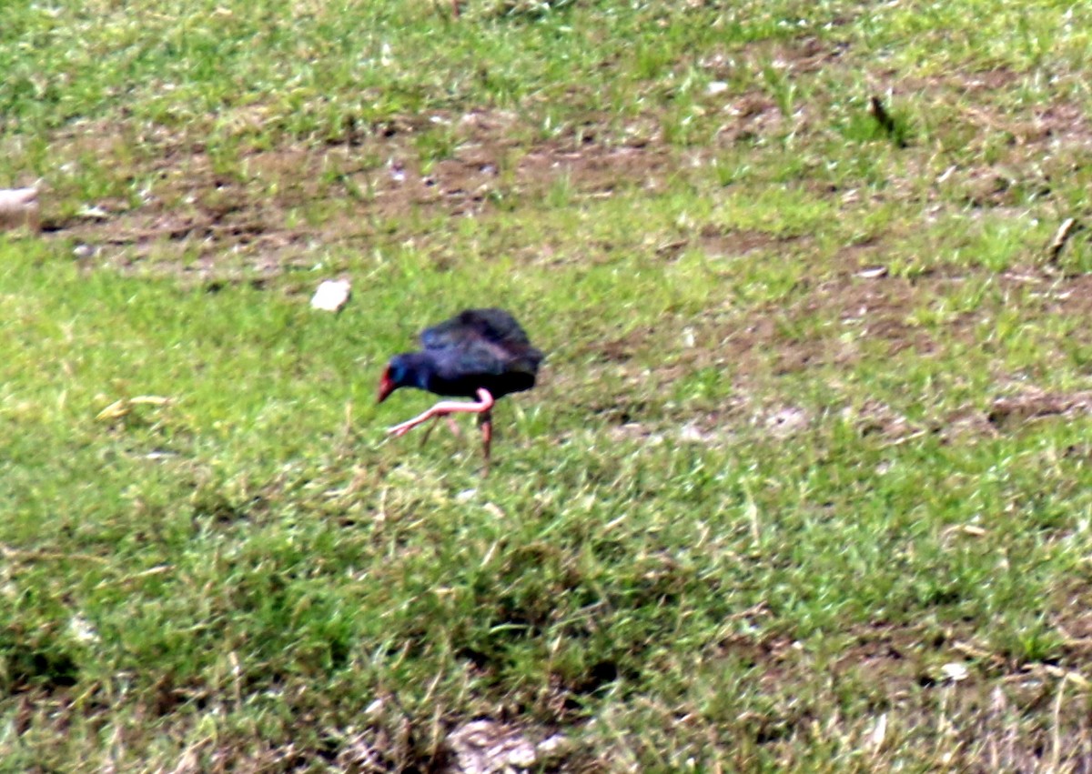 African Swamphen - Angela Conry