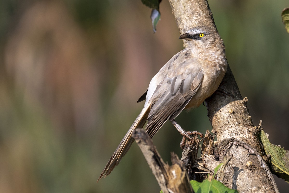 Large Gray Babbler - ML625613767