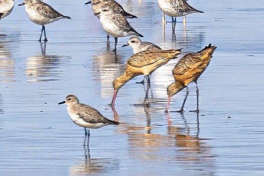 Marbled Godwit - ML625613771