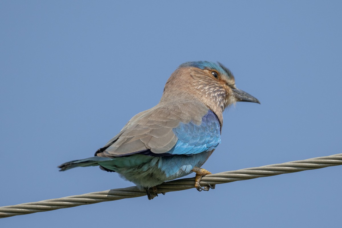 Indian Roller - ML625613773