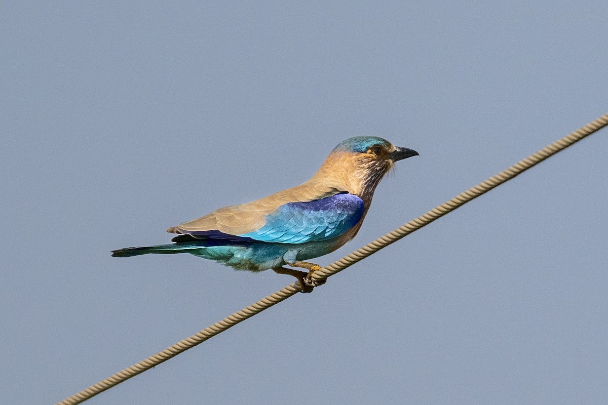 Indian Roller - ML625613777