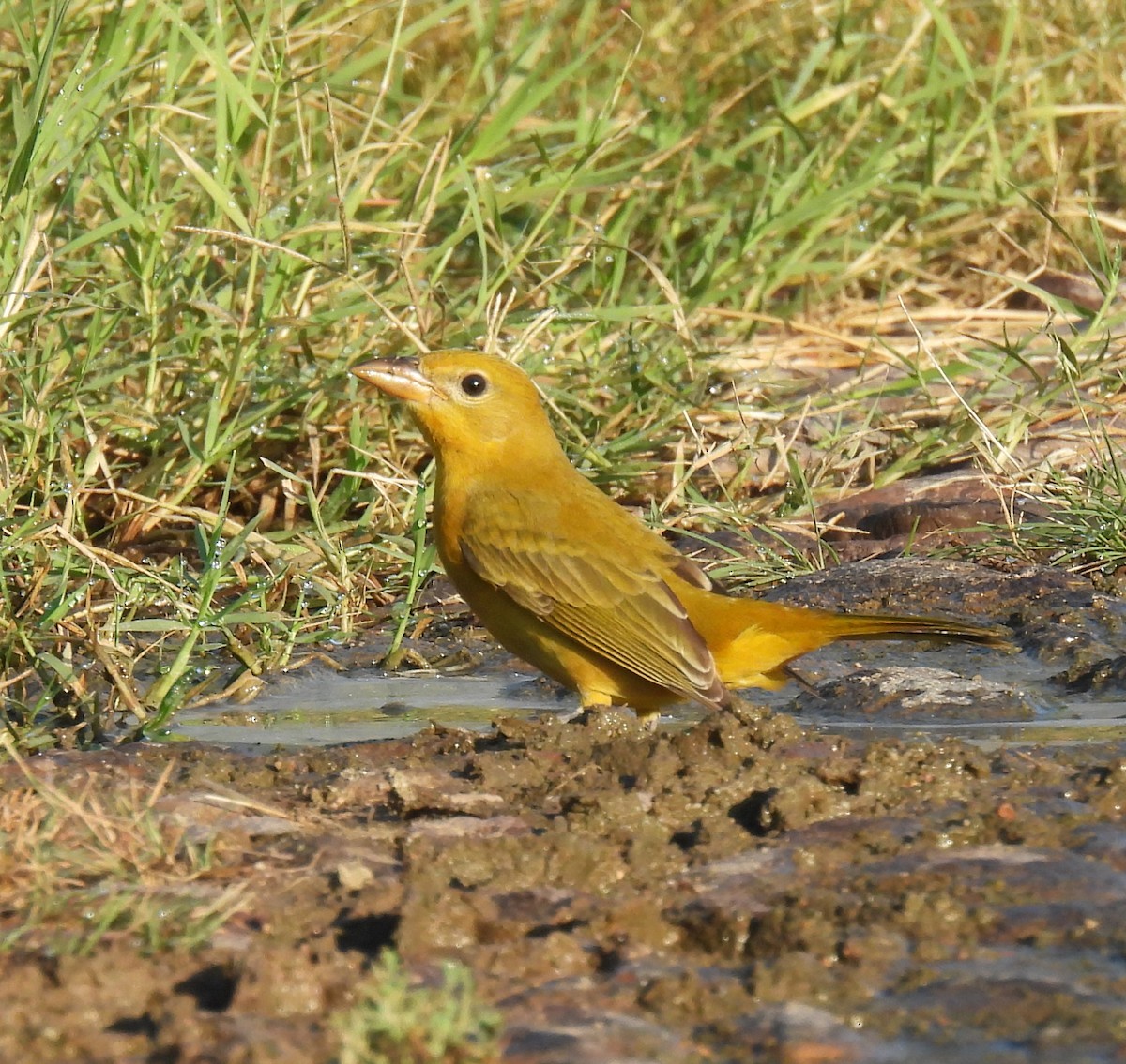 Summer Tanager - ML625613781