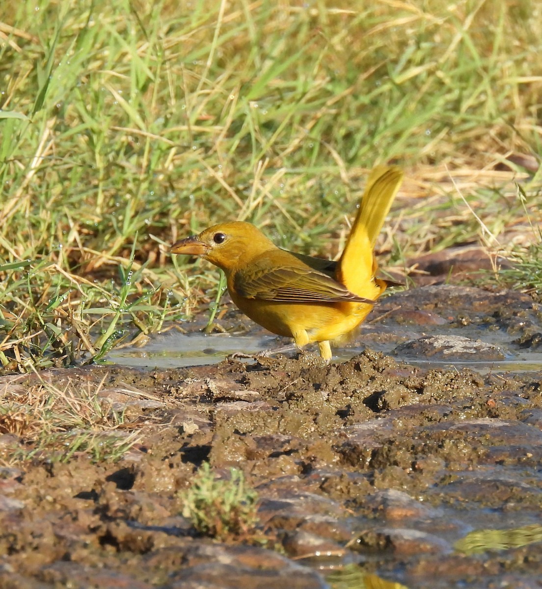 Summer Tanager - ML625613782