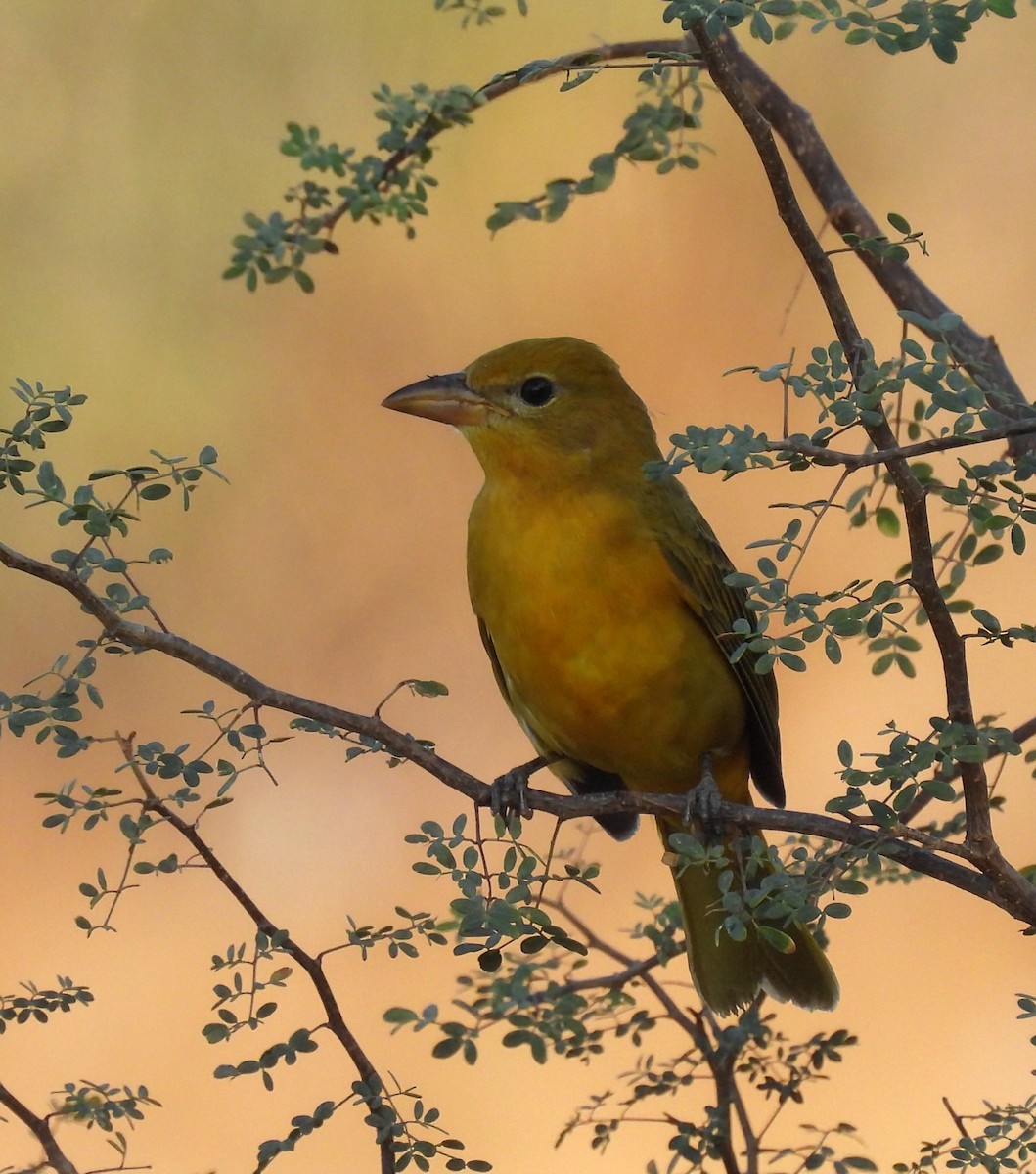 Summer Tanager - ML625613784