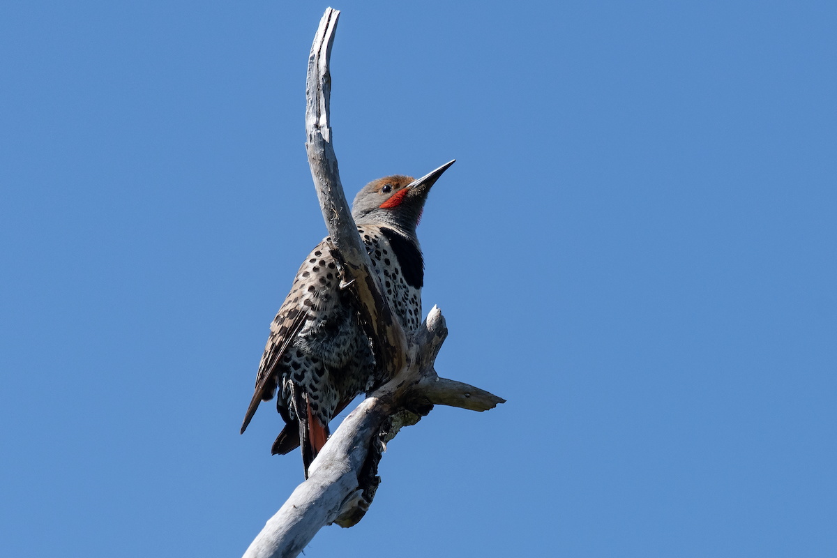 Northern Flicker - ML625613785