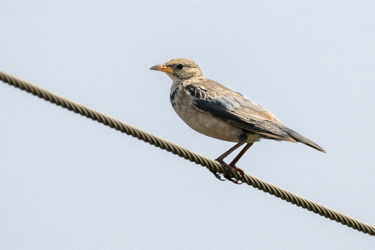 Rosy Starling - Dinesh Kumar