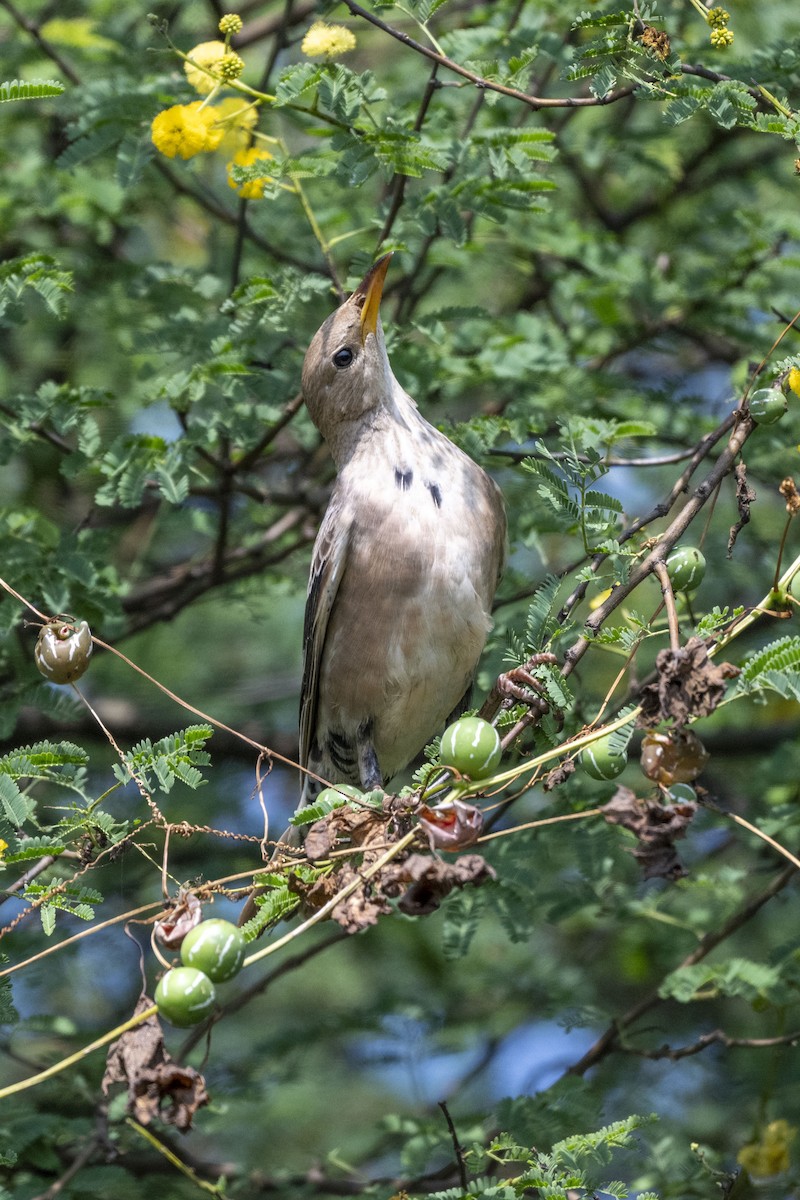 Rosy Starling - ML625613799