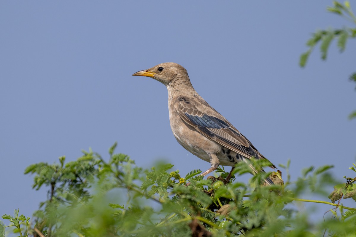 Rosy Starling - ML625613805