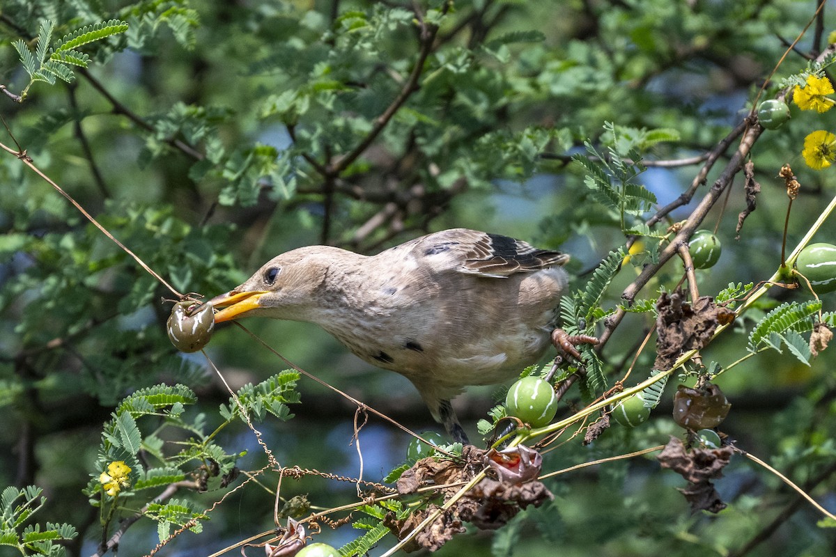 Rosy Starling - ML625613806