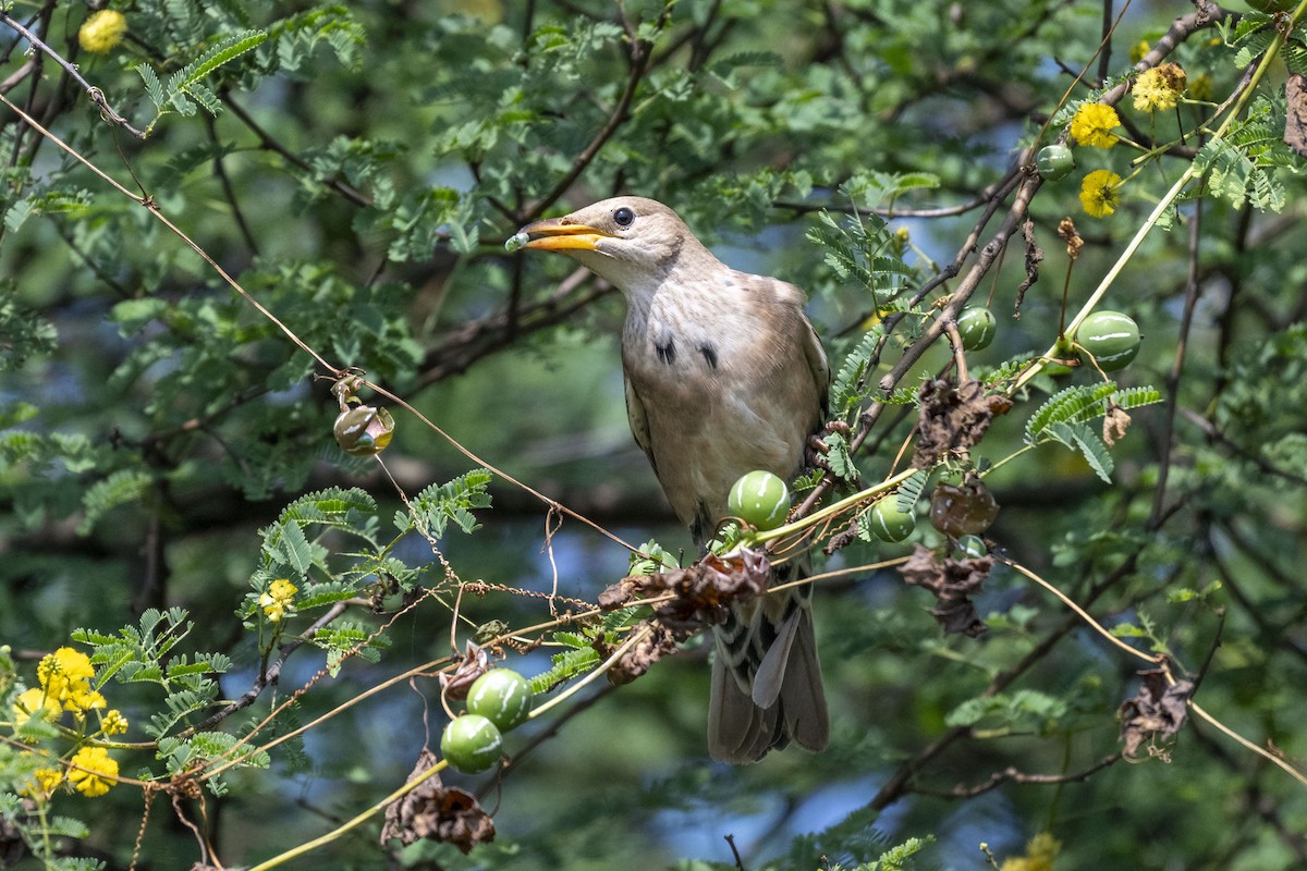 Rosy Starling - ML625613807