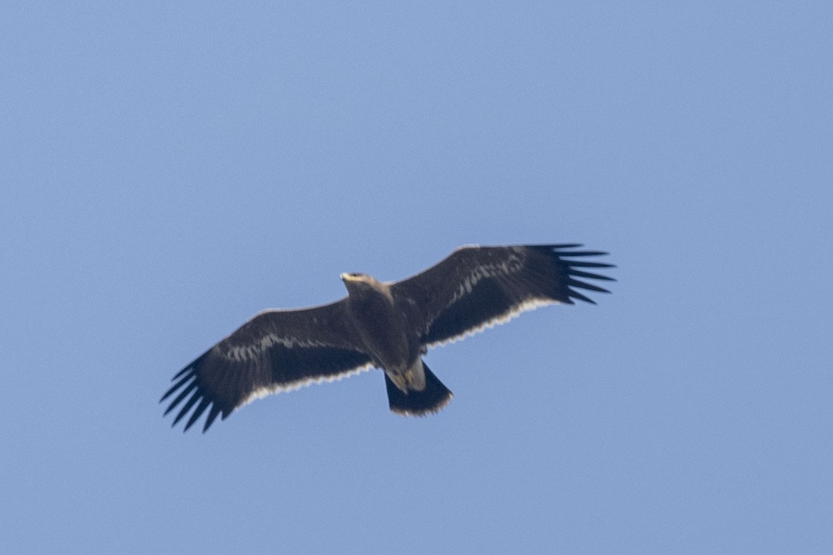 Steppe Eagle - ML625613820