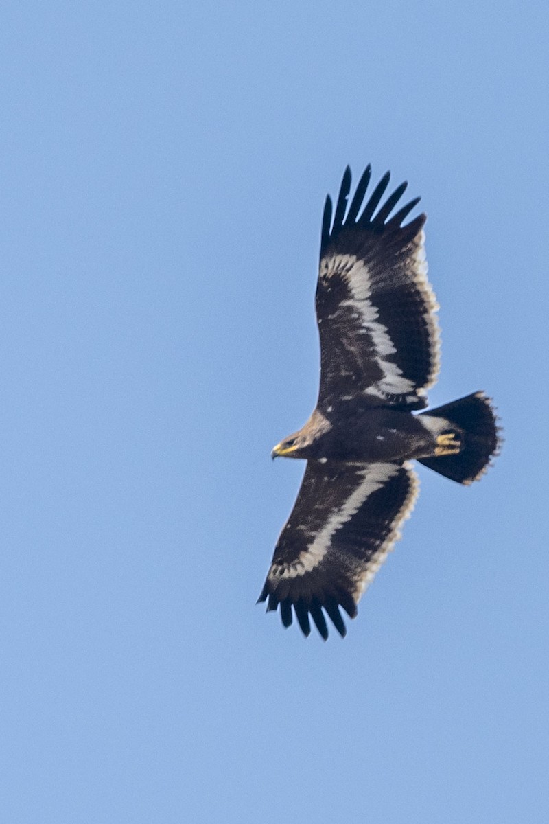 Steppe Eagle - Dinesh Kumar