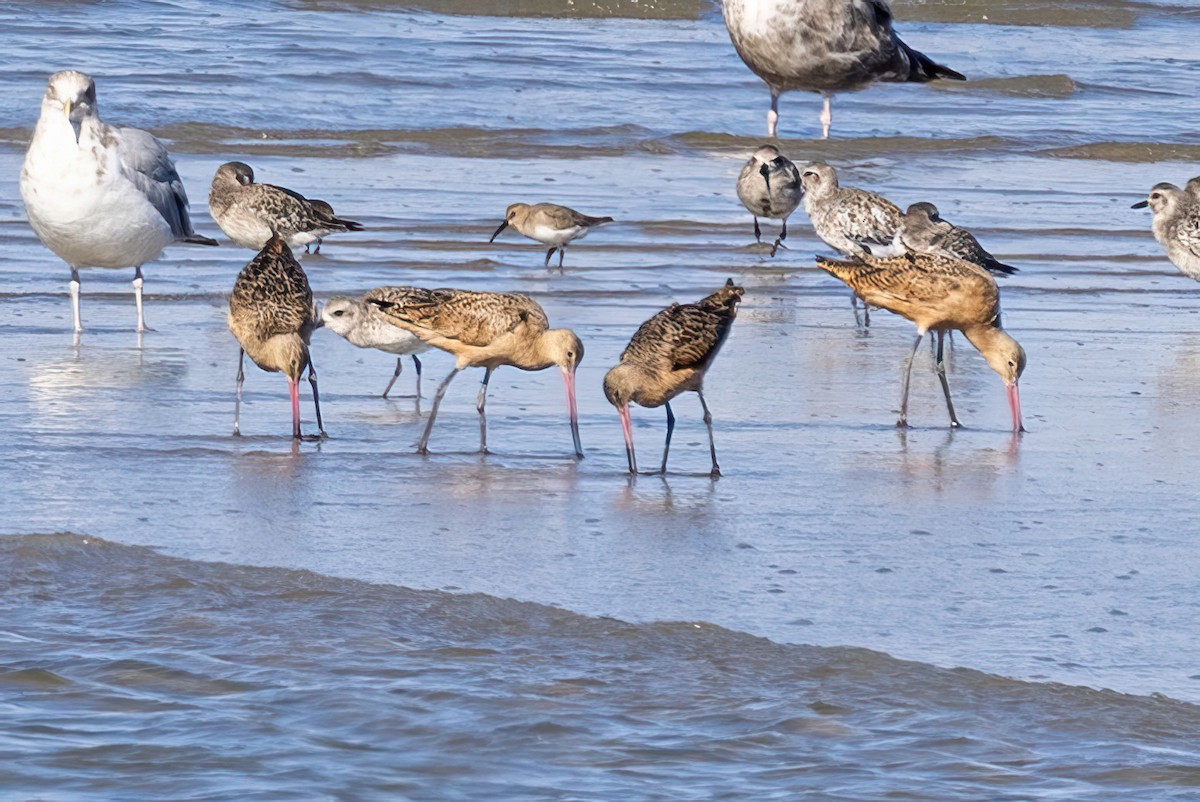 Marbled Godwit - ML625613880