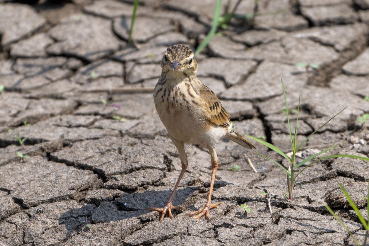 Oriental Skylark - ML625613901