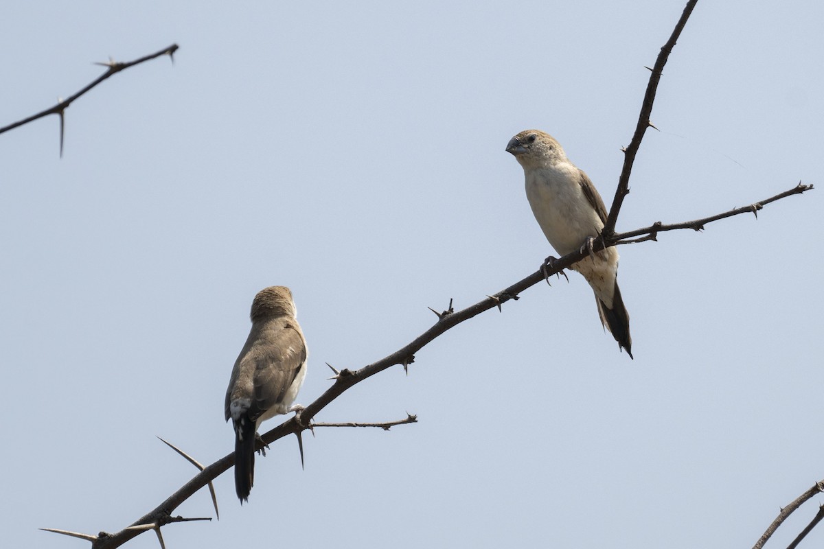 Indian Silverbill - Dinesh Kumar