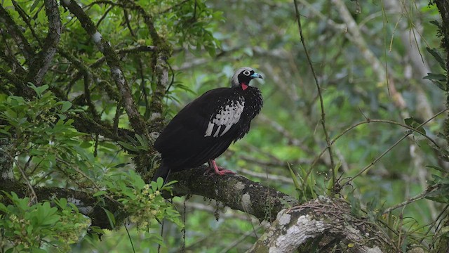 Black-fronted Piping-Guan - ML625614040