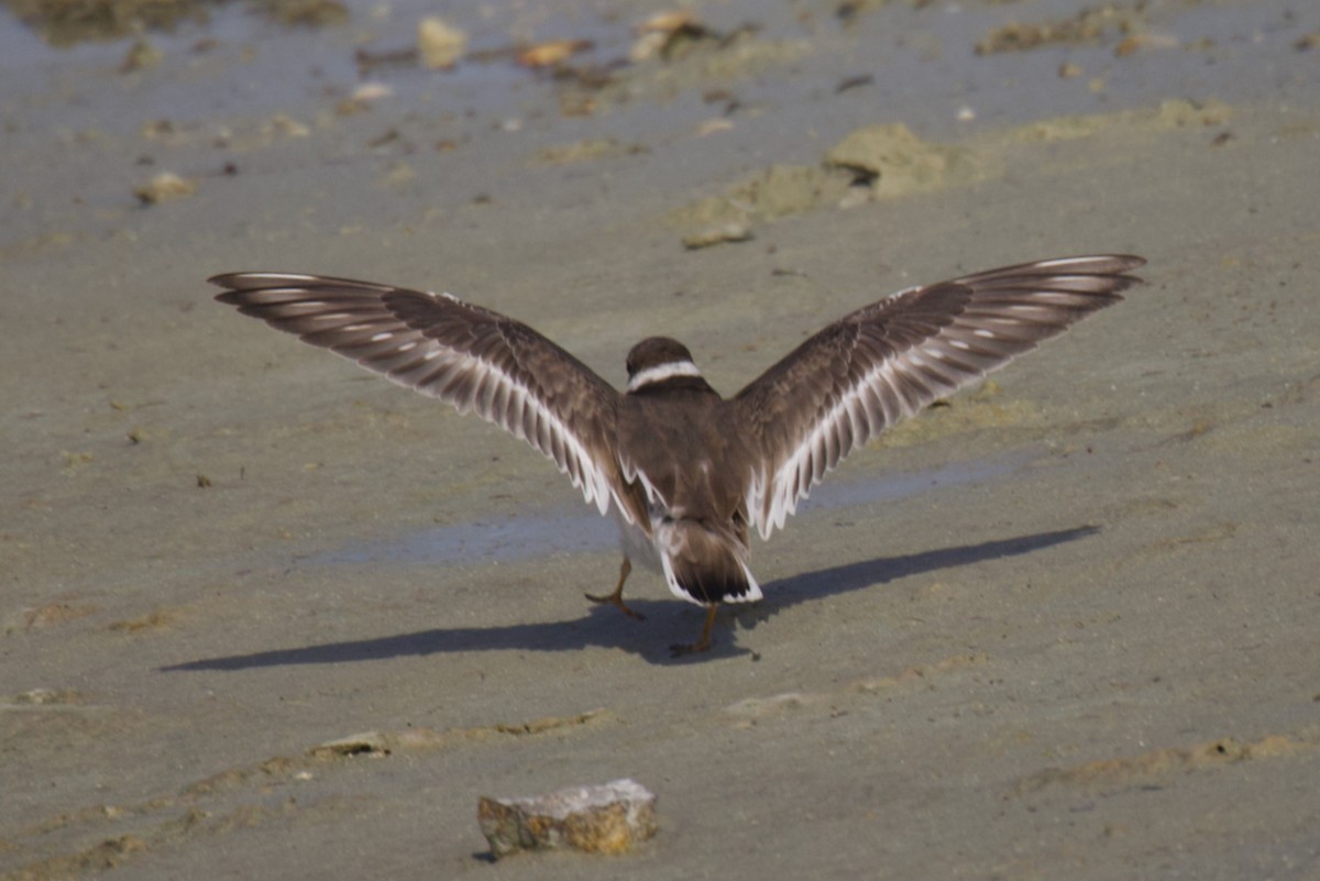 Common Ringed Plover - ML625614242