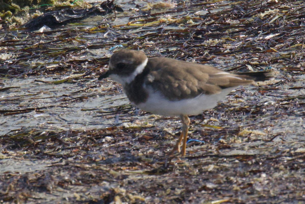 Common Ringed Plover - ML625614243