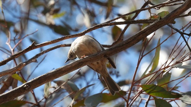 Brown-headed Honeyeater - ML625614268