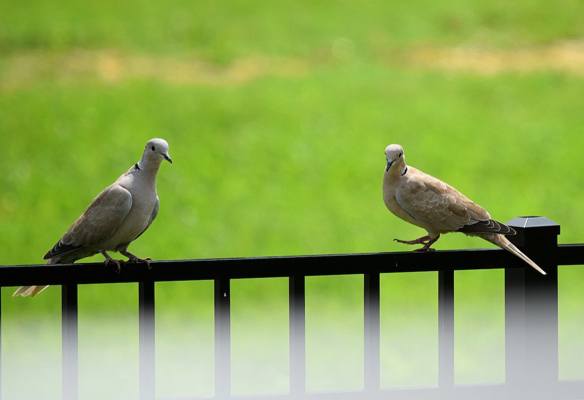 Eurasian Collared-Dove - Hugh Barger