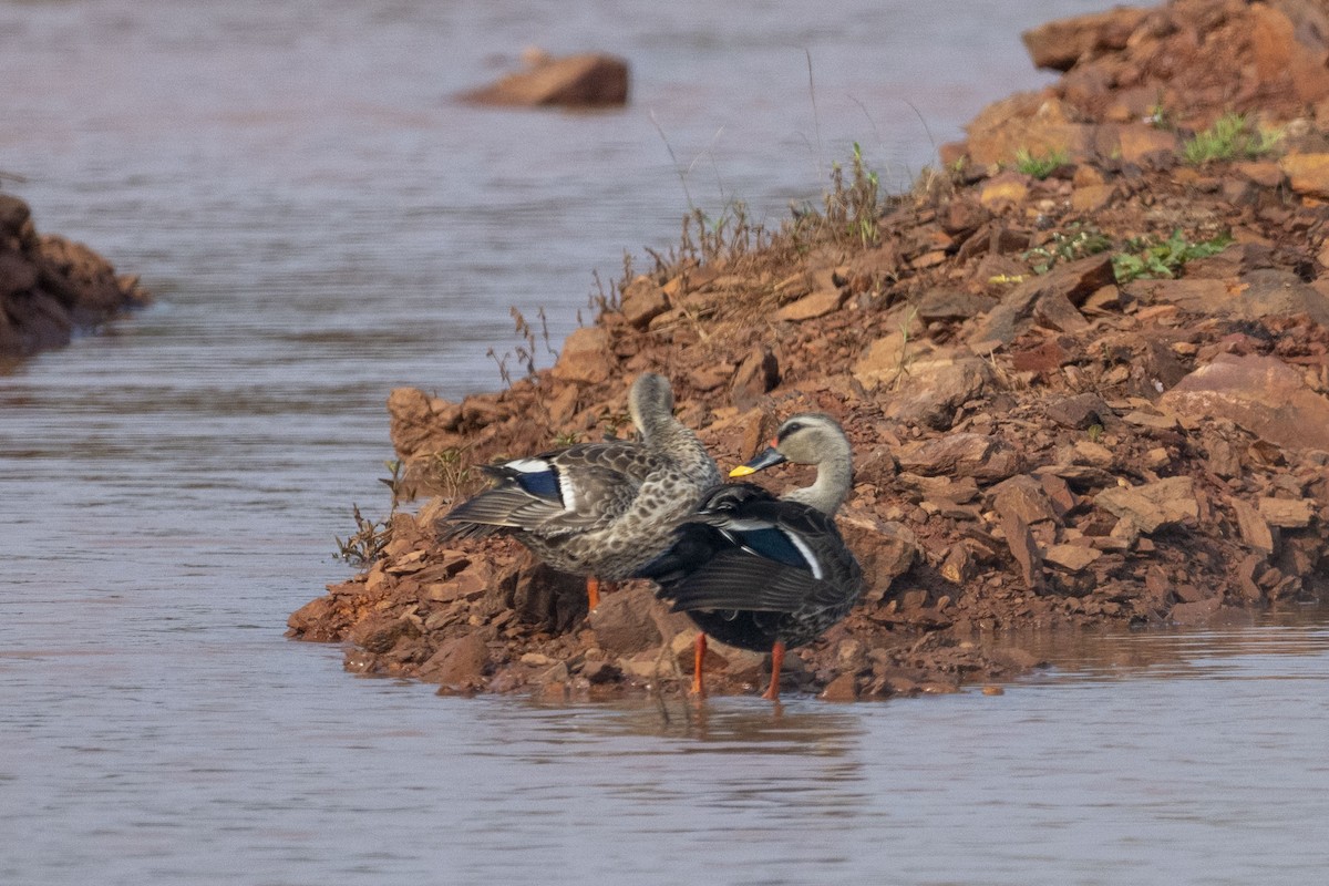 Indian Spot-billed Duck - Dinesh Kumar