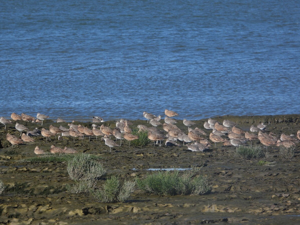 Short-billed Dowitcher - ML625614426