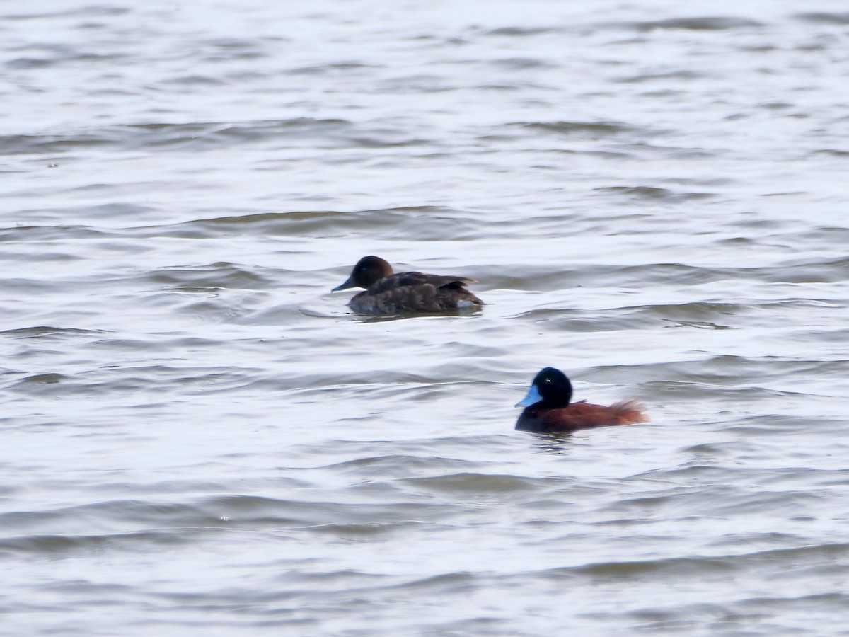 Blue-billed Duck - ML625614427