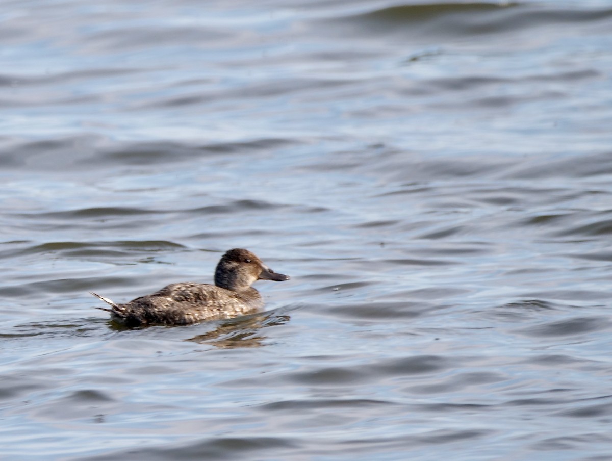 Blue-billed Duck - ML625614441