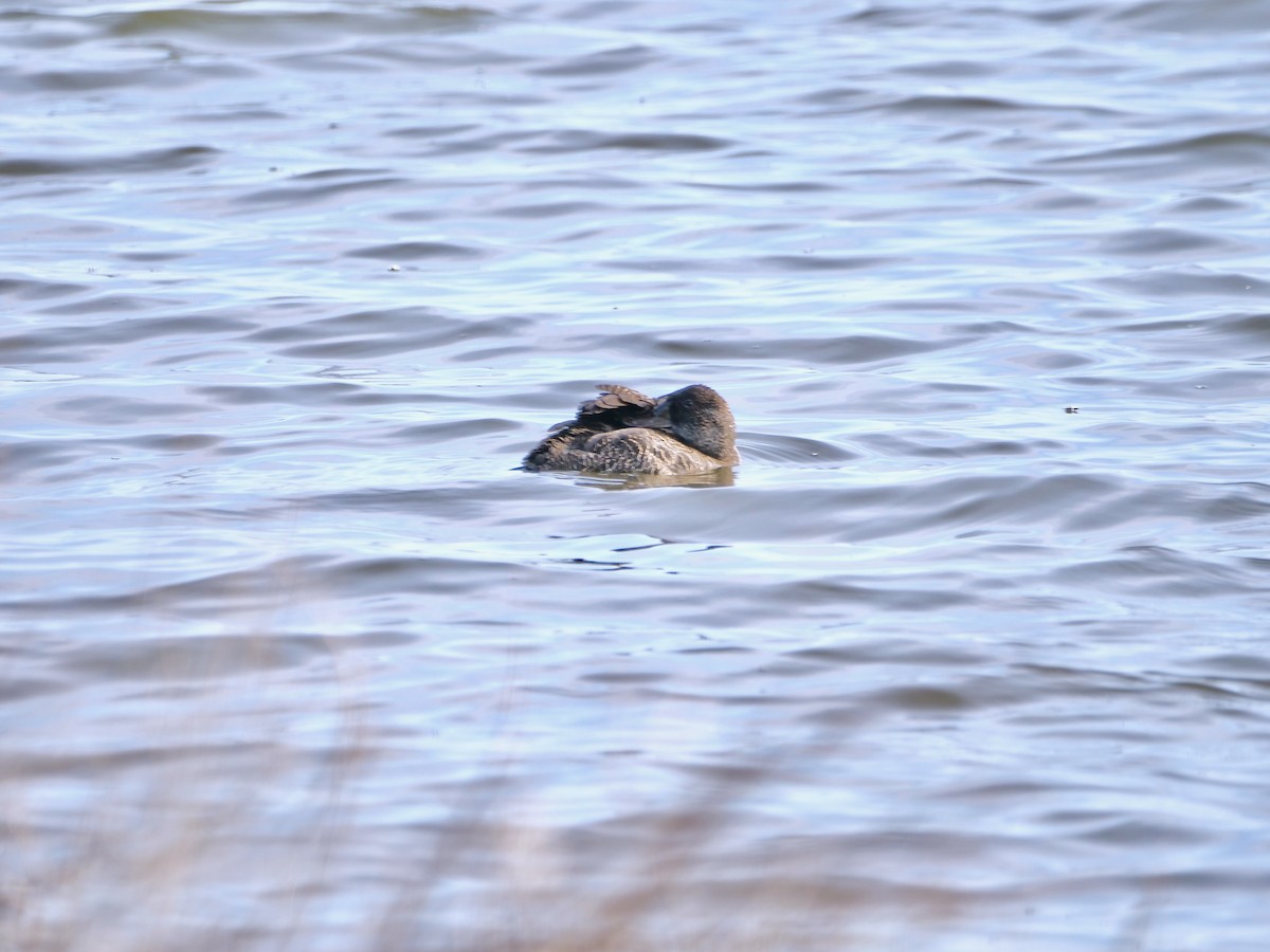 Blue-billed Duck - ML625614442