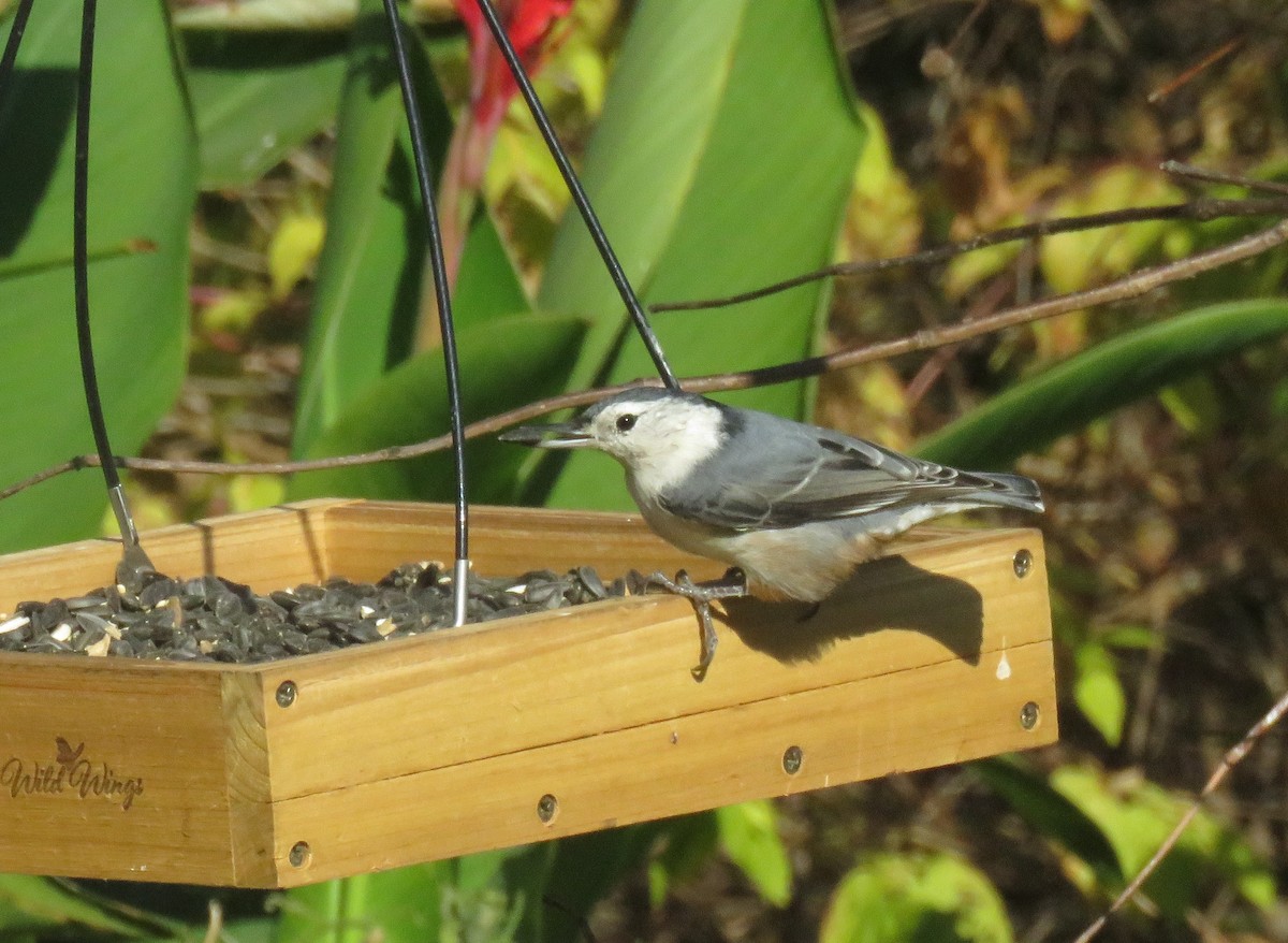 White-breasted Nuthatch (Eastern) - ML625614448