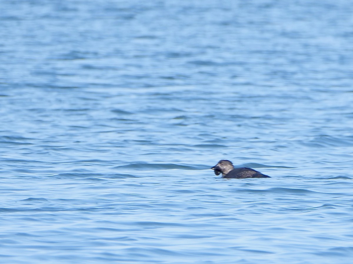 Musk Duck - ML625614449