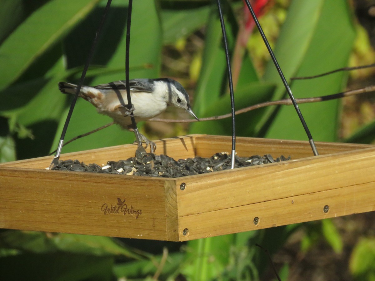 White-breasted Nuthatch (Eastern) - ML625614457