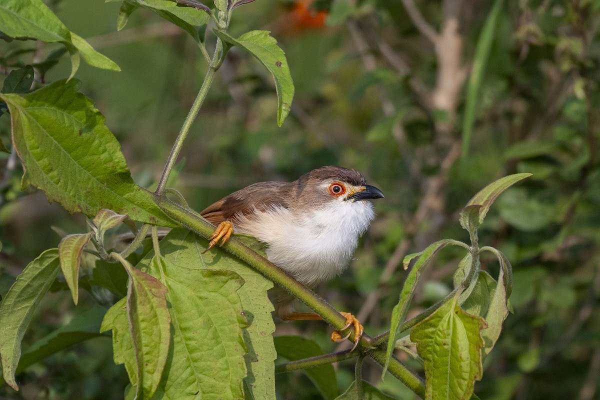 Yellow-eyed Babbler - ML625614458