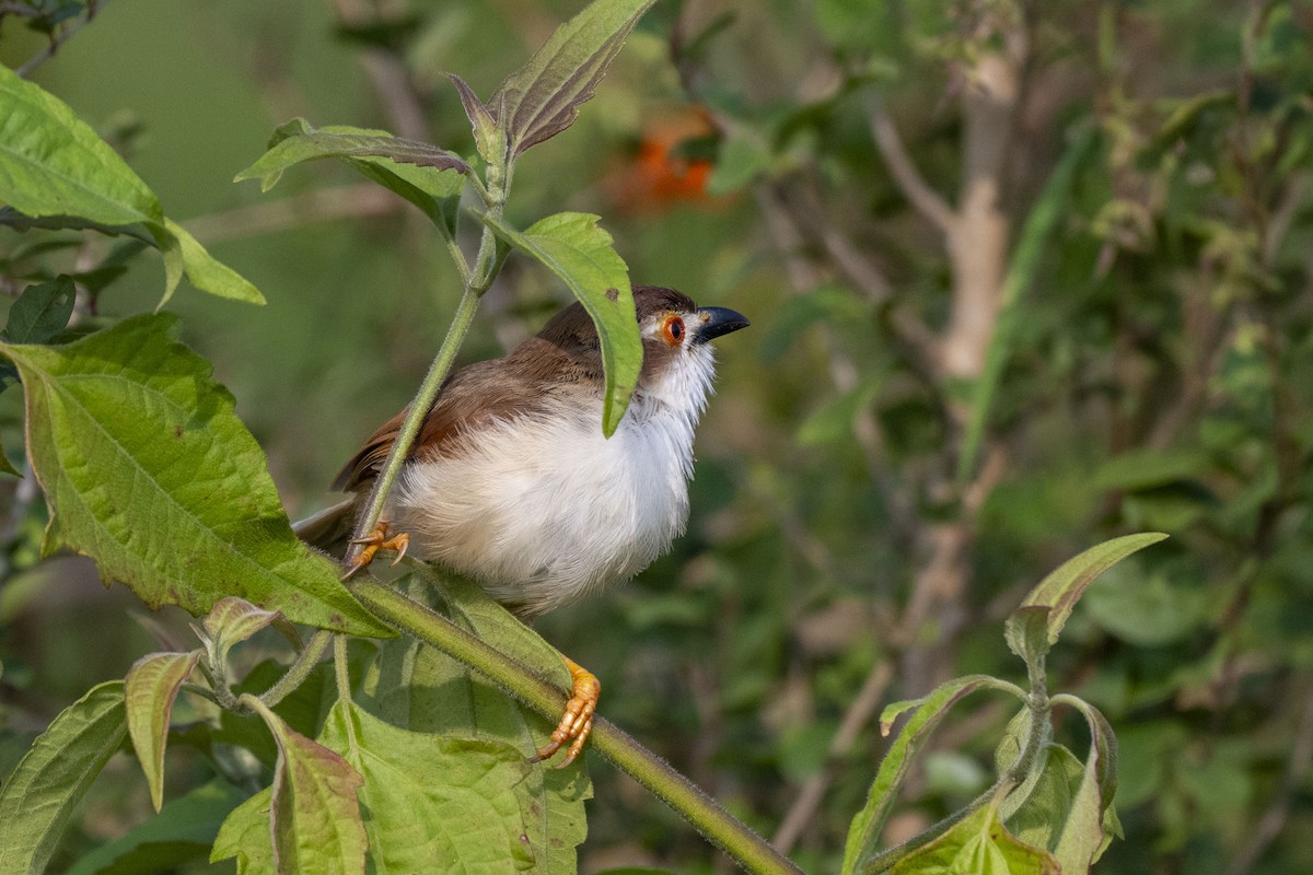 Yellow-eyed Babbler - ML625614459