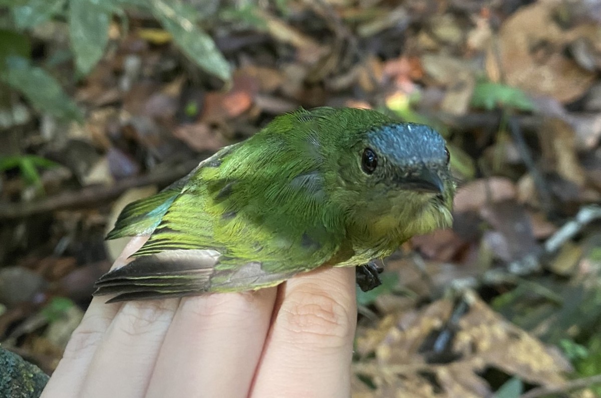 Orange-bellied Manakin - ML625614464