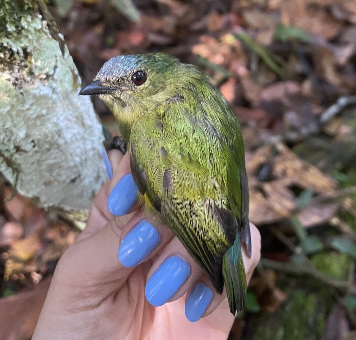 Orange-bellied Manakin - ML625614472