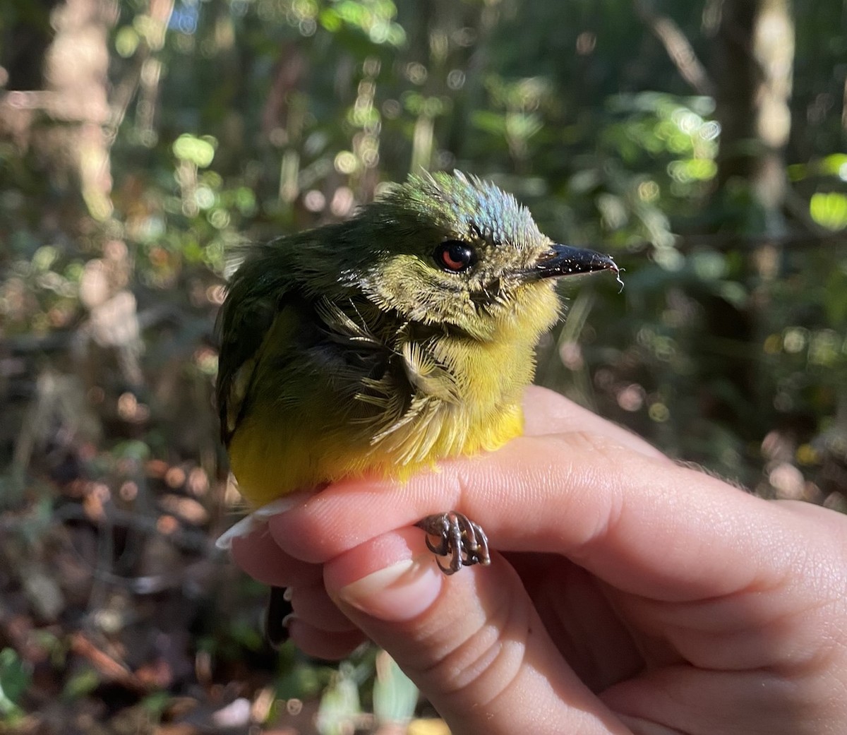 Orange-bellied Manakin - ML625614479