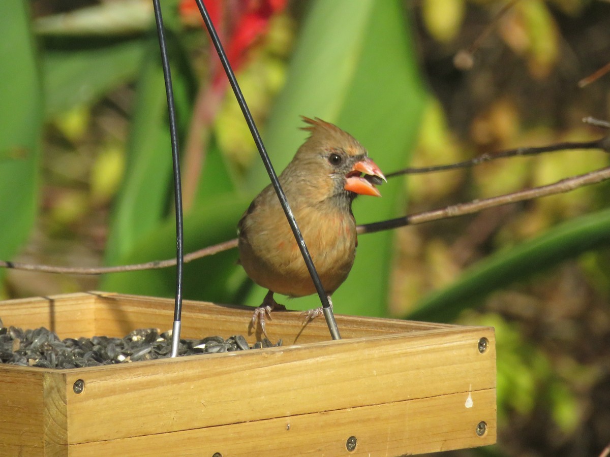 Northern Cardinal - ML625614483