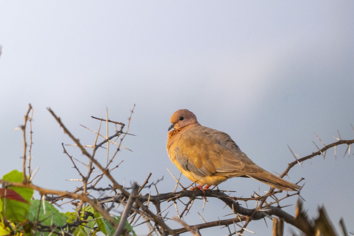 Laughing Dove - ML625614488